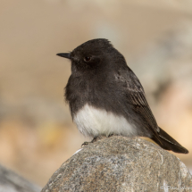 Black Phoebe-23