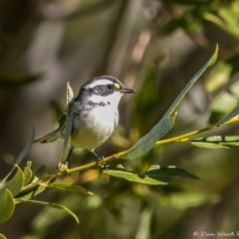 Black-throated Gray Warbler-07