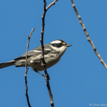 Black-throated Gray Warbler-11