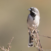 Black-throated Sparrow-07