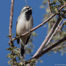 Black-throated Sparrow-14