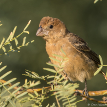 Blue Grosbeak-01