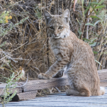 Bobcat-07