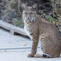 Bobcat-12