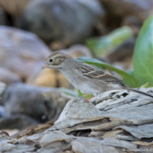 Brewer's Sparrow-02