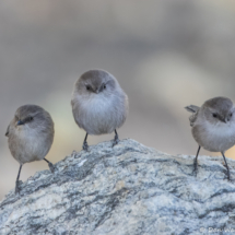 Bushtit-05