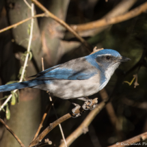 California Scrub Jay-07