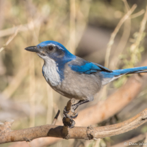 California Scrub Jay-20