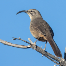 California Thrasher-05