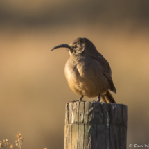 California Thrasher-15