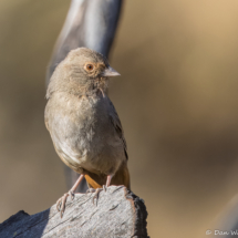 California Towhee-03