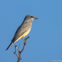 Cassin's Kingbird-17