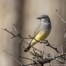 Cassin's Kingbird-24