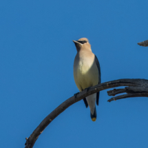 Cedar Waxwing-02