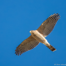 Cooper's Hawk-28