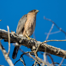 Cooper's Hawk-36