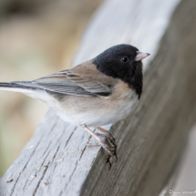 Dark-eyed Junco-02