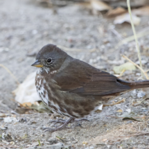 Fox Sparrow-01