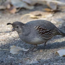 Gambel's Quail-Female-04