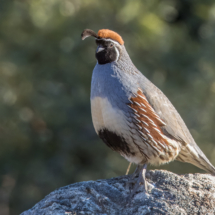 Gambel's Quail-Male-13