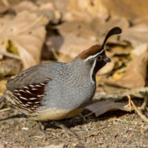 Gambel's Quail-Male-23