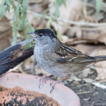 Golden-crowned Sparrow-10