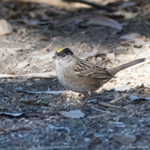 Golden-crowned Sparrow-13