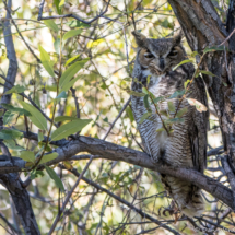 Great Horned Owl-03