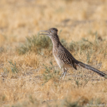 Greater Roadrunner-04