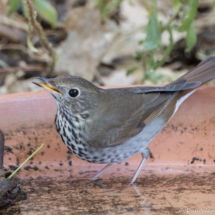 Hermit Thrush-04