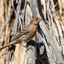 House Finch-Male-03