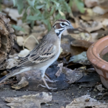 Lark Sparrow-07