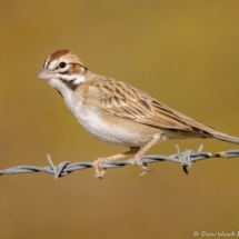 Lark Sparrow-69