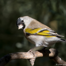 Lawrence's Goldfinch-Male-03