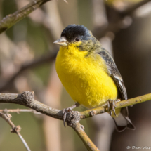 Lesser Goldfinch-Male-14