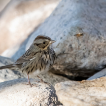 Lincoln's Sparrow-07