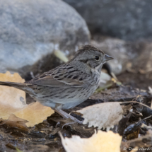 Lincoln's Sparrow-11