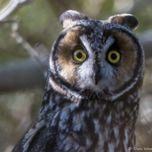 Long-eared Owl-03