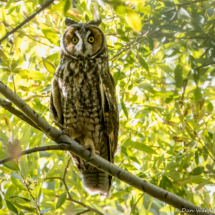 Long-eared Owl-06