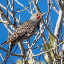 Northern Flicker-01