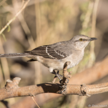 Northern Mockingbird-06