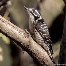 Nuttall's Woodpecker-Female-07