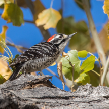 Nuttall's Woodpecker-Male-09