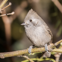 Oak Titmouse-04