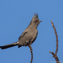 Phainopepla-Female-01