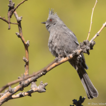 Phainopepla-Female-11