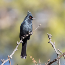 Phainopepla-Male-03