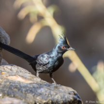 Phainopepla-Male-29