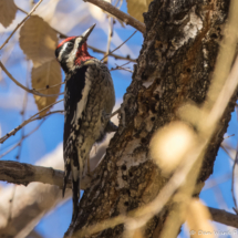 Red-naped Sapsucker-28