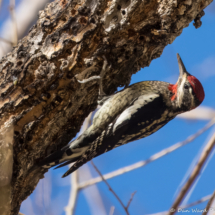 Red-naped Sapsucker-32